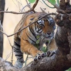 Ranthambore Weekend Tour 2N/3D